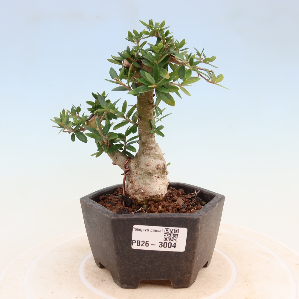 Pokojová bonsai - Olea europaea sylvestris -Oliva evropská drobnolistá