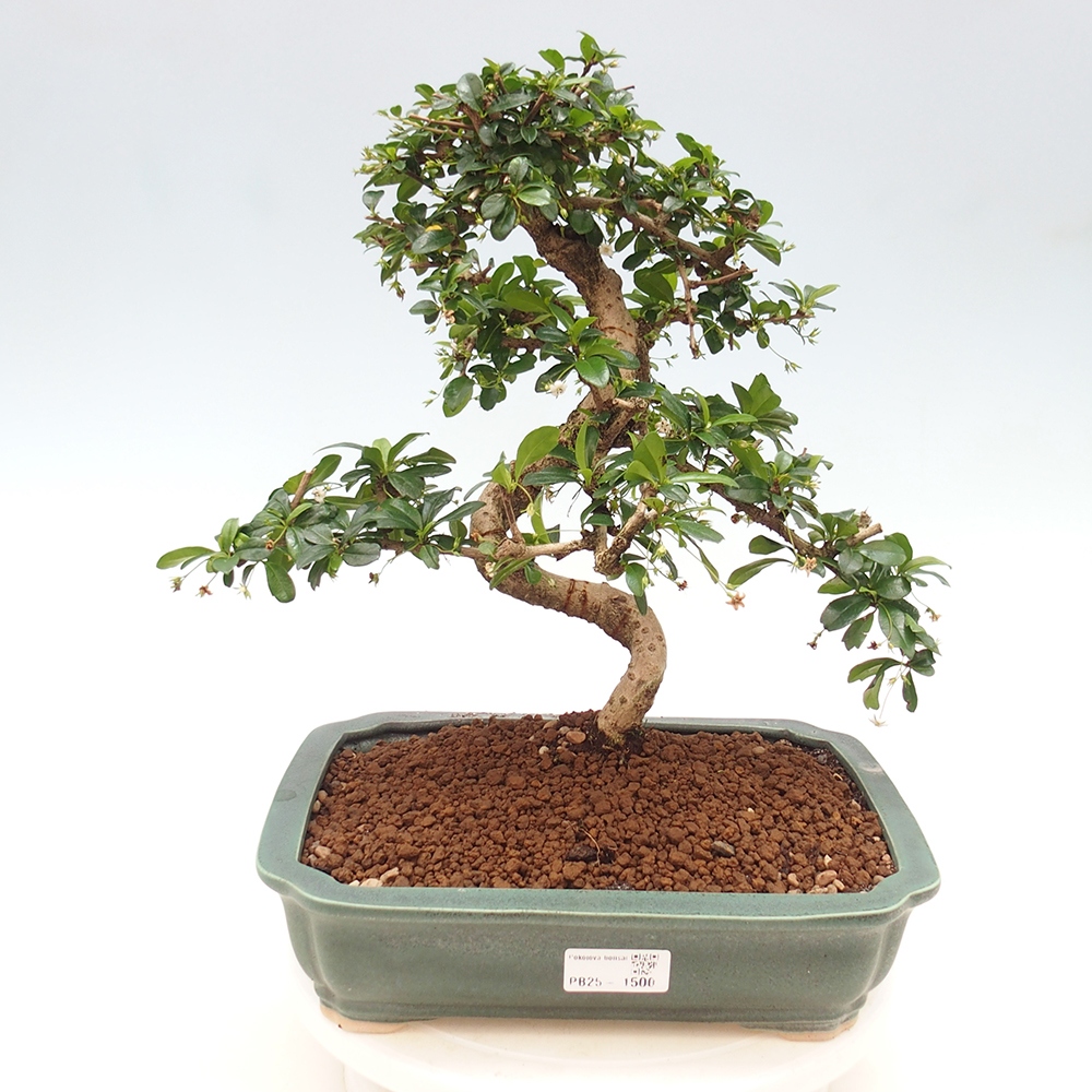 Pokojová bonsai - Carmona macrophylla - Čaj fuki