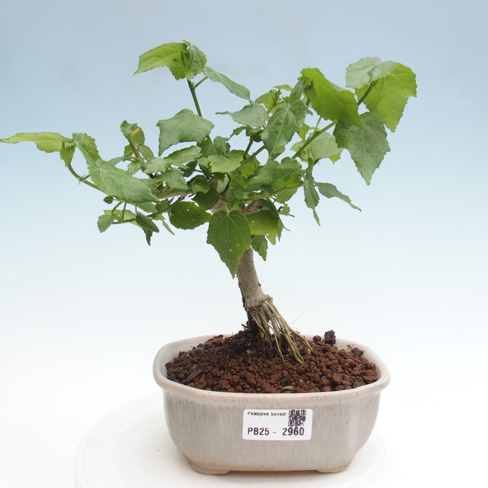 Pokojová bonsai - Malvaviscus arboreus - ibiškovec dřevnatý