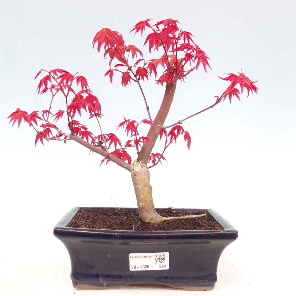 Venkovní bonsai - Javor dlanitolistý - Acer palmatum DESHOJO