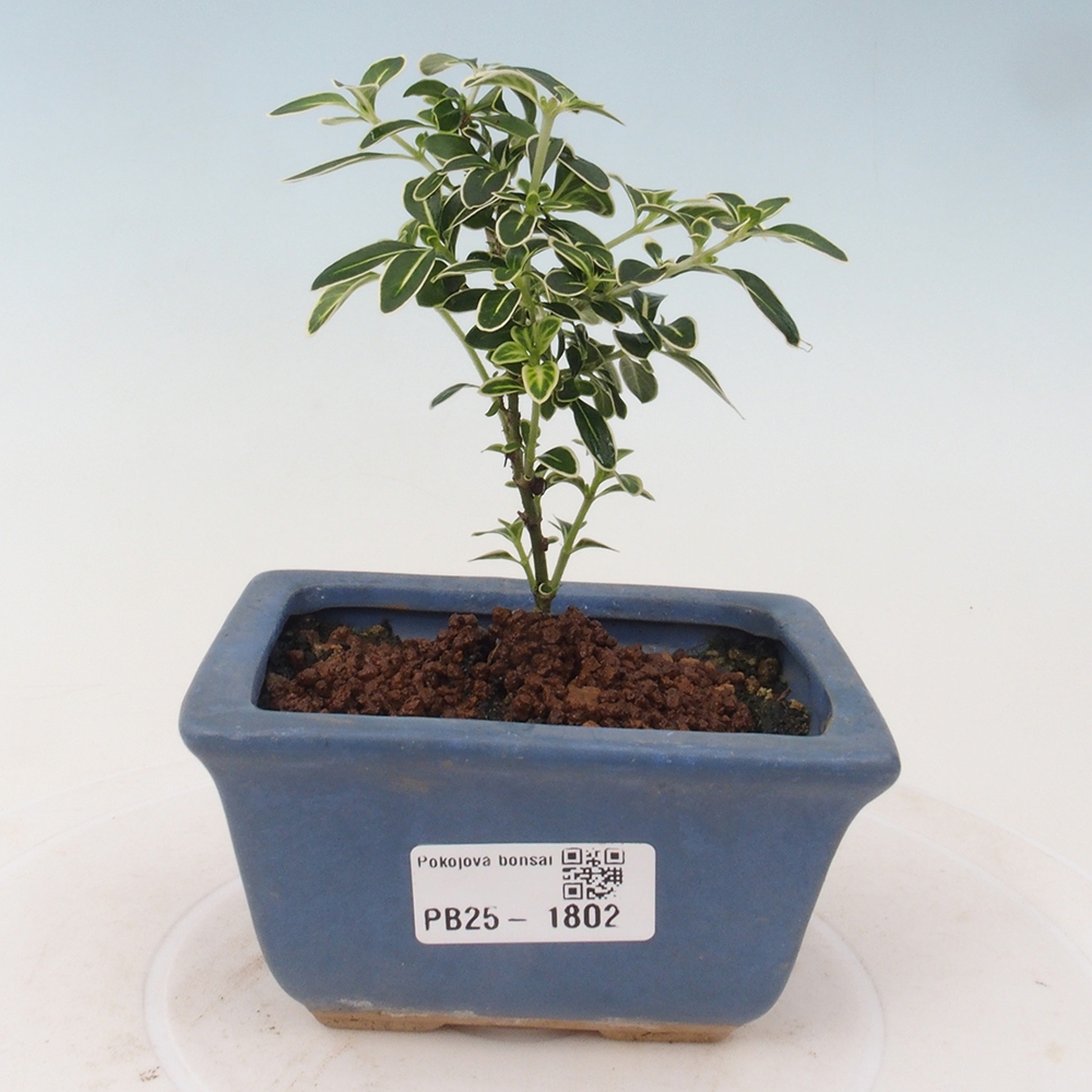 Pokojová bonsai - Serissa foetida Variegata - Strom tisíce hvězd