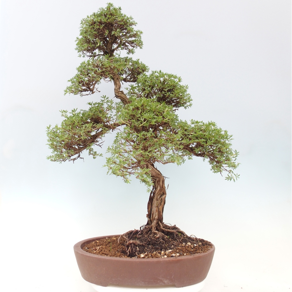 Venkovní bonsai-Mochna křovitá - potentila fruticosa 