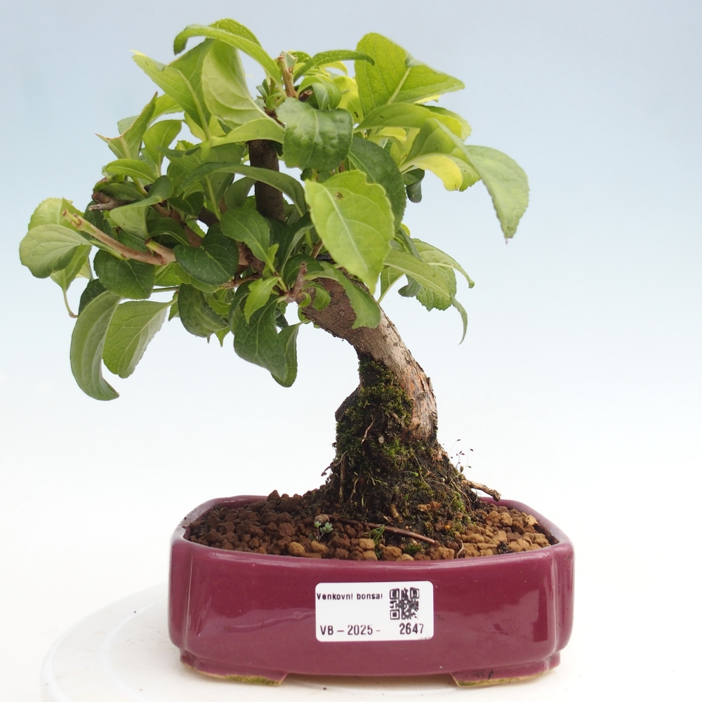 Venkovní bonsai - Celastrus  orbiculatus - Jesenec okrouhlolistý