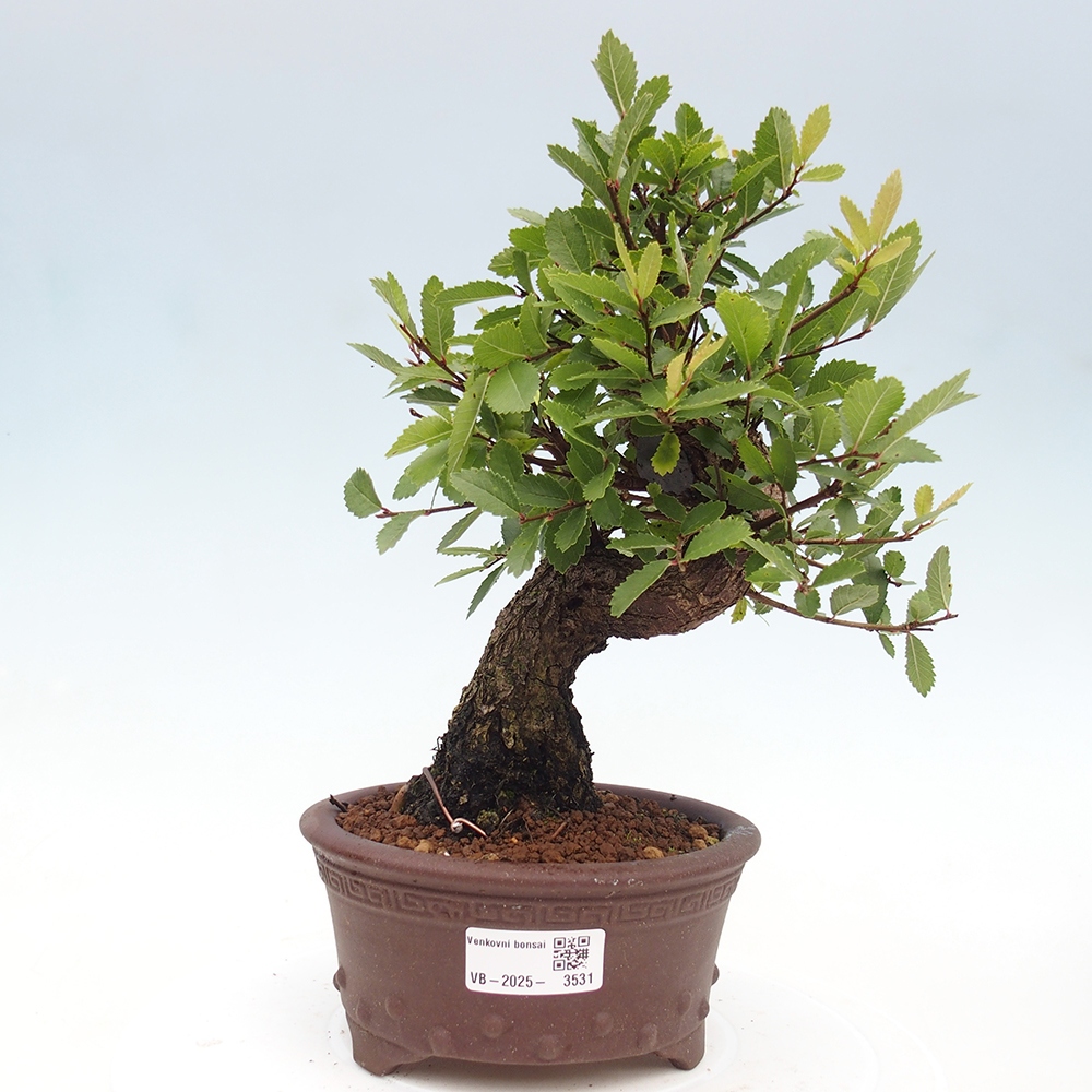 Venkovní bonsai - Zelkova - Zelkova serrata