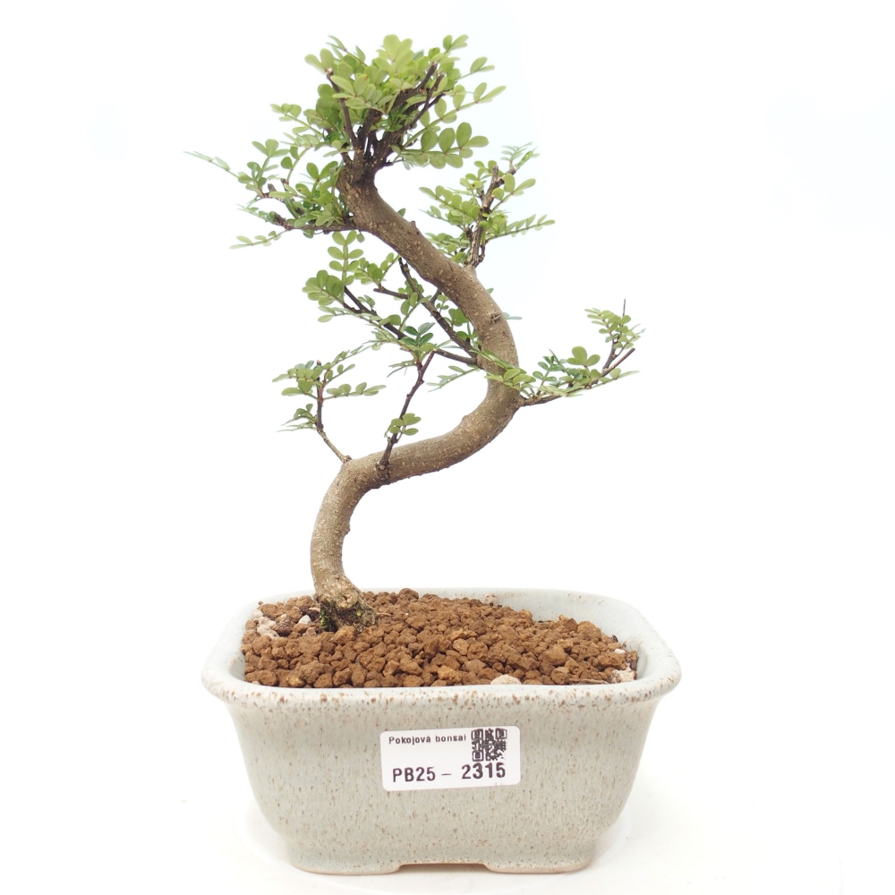 Pokojová bonsai - Zantoxylum piperitum - pepřovník