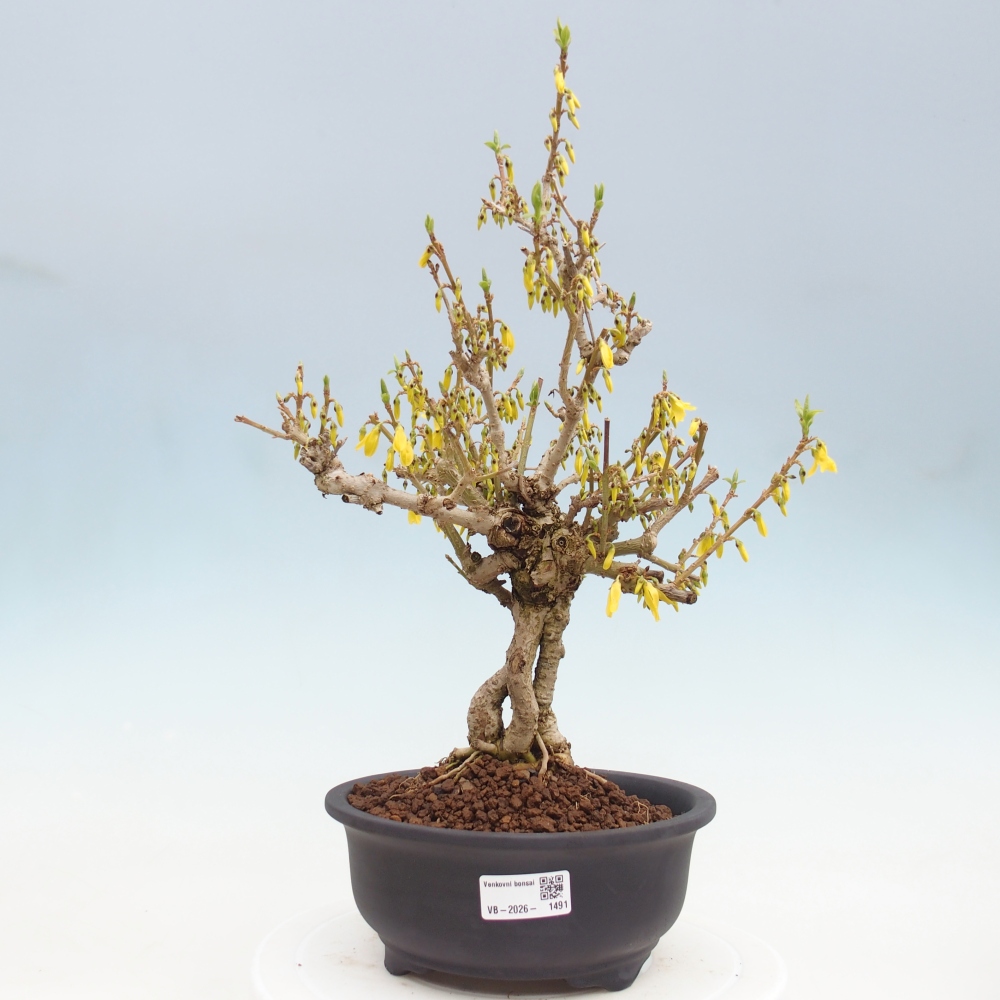 Venkovní bonsai - Zlatice - Forsythia koreana