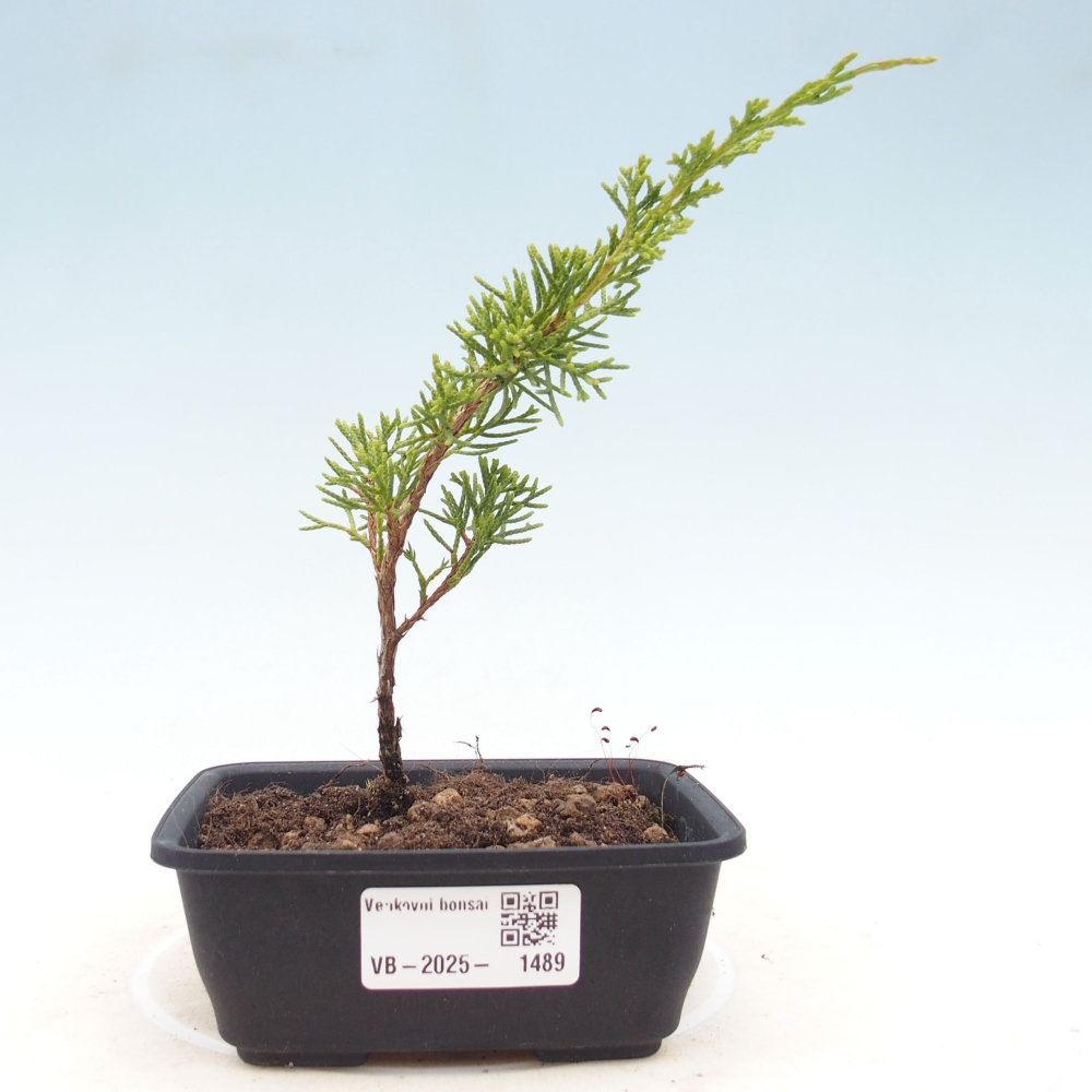 Venkovní bonsai - Juniperus chinensis Itoigawa -Jalovec čínský
