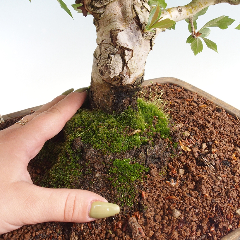 Venkovní bonsai - Hloh klínovitý - Crataegus cuneata