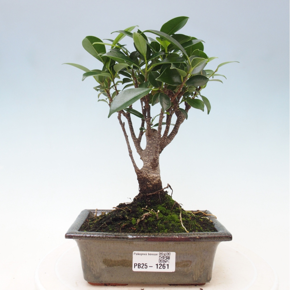 Pokojová bonsai - Ficus retusa -  malolistý fíkus