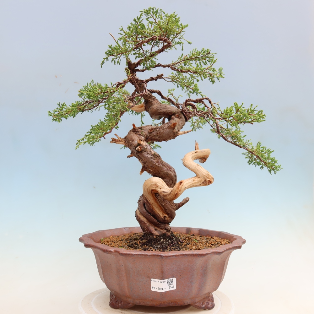 Venkovní bonsai - Juniperus chinensis Itoigawa-Jalovec čínský