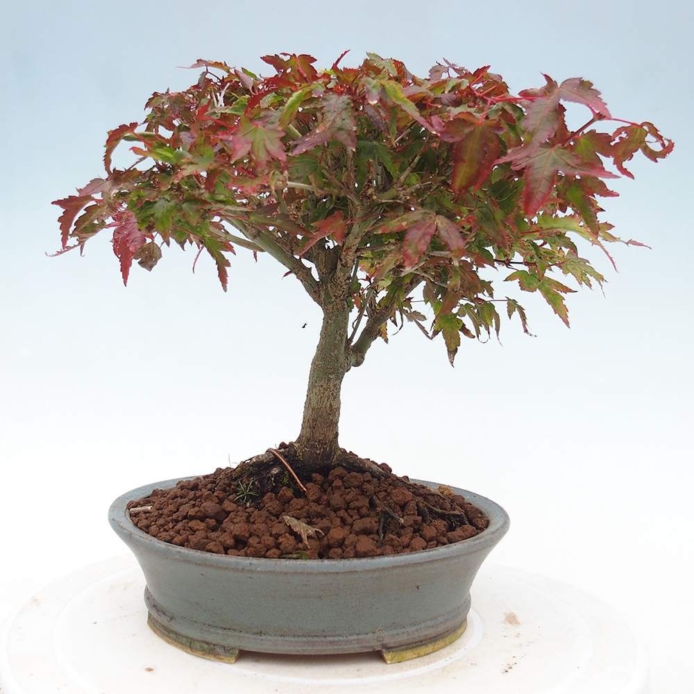 Acer palmatum KIOHIME - Javor dlanitolistý