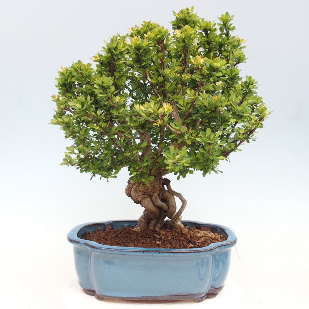 Venkovní bonsai - Berberis coreana - Dřištál korejský