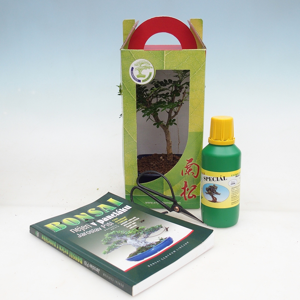 Pokojová bonsai v dárkové krabičce Zantoxylum piperitum - Pepřovník