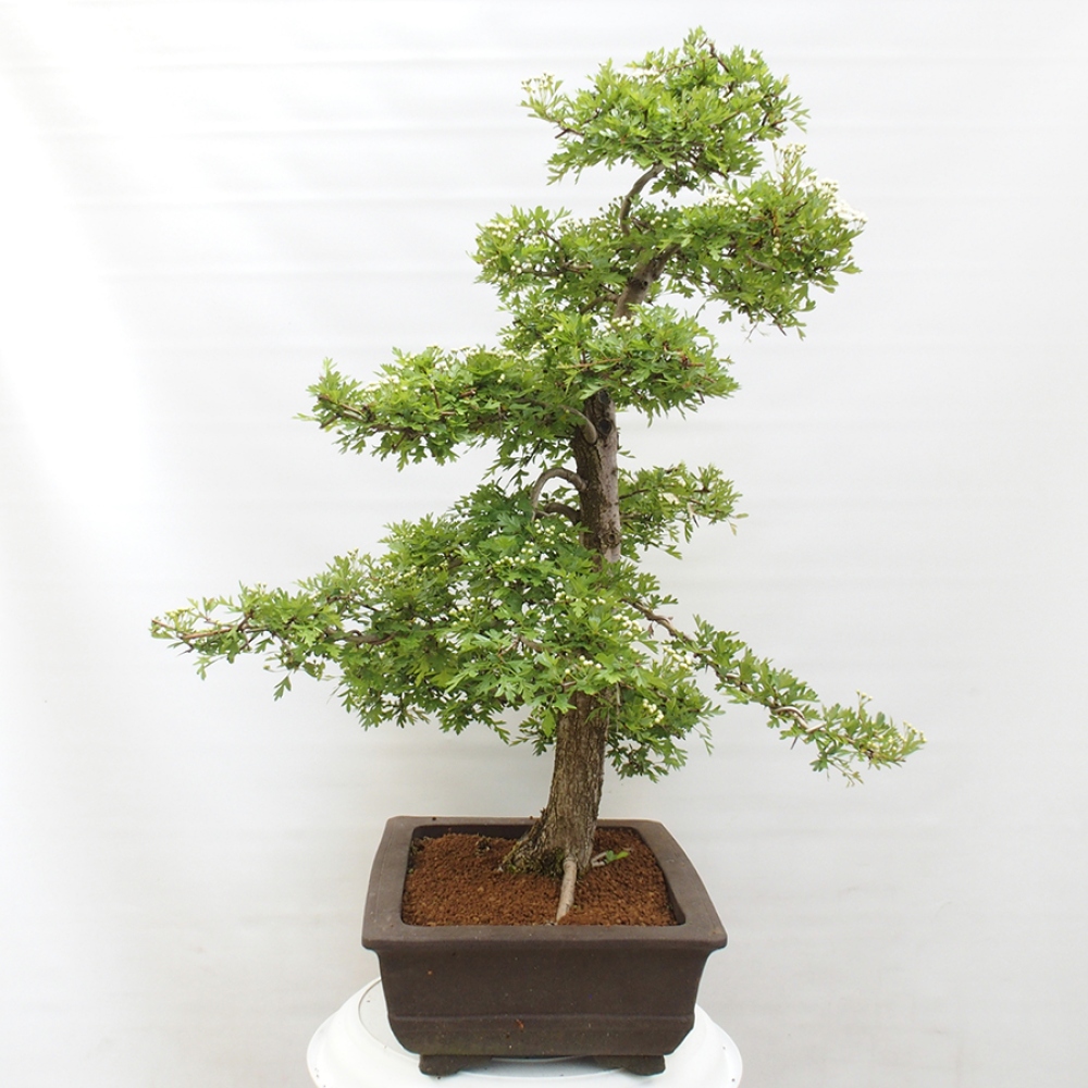 Venkovní bonsai - Hloh - Crataegus monogyna