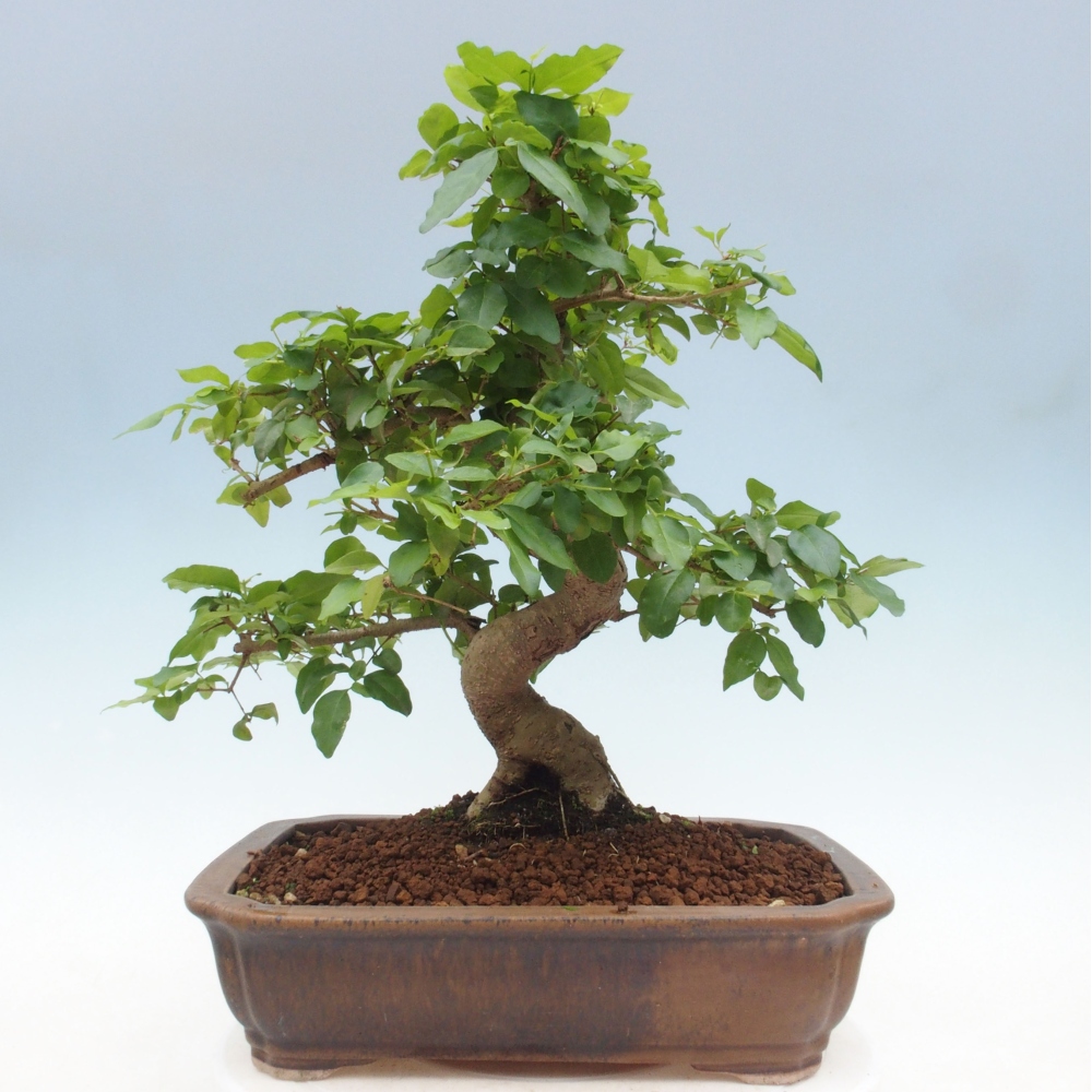 Pokojová bonsai -Ligustrum chinensis - Ptačí zob