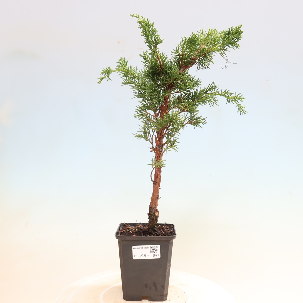 Venkovní bonsai - Juniperus chinensis Kishu -Jalovec čínský