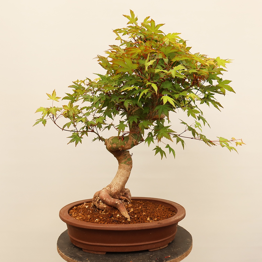 Venkovní bonsai - Javor palmatum  - Javor dlanitolistý