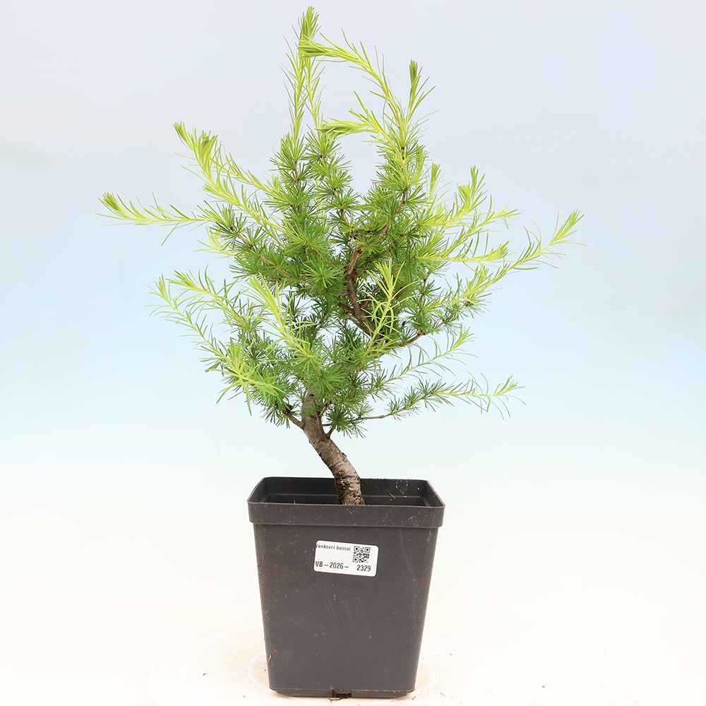 Venkovní bonsai -Larix decidua - Modřín opadavý 