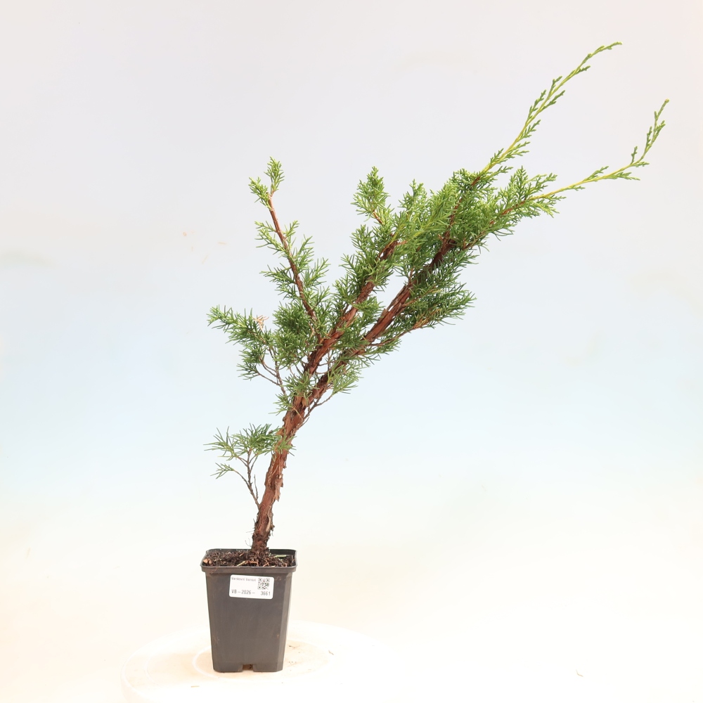 Venkovní bonsai - Juniperus chinensis Kishu -Jalovec čínský