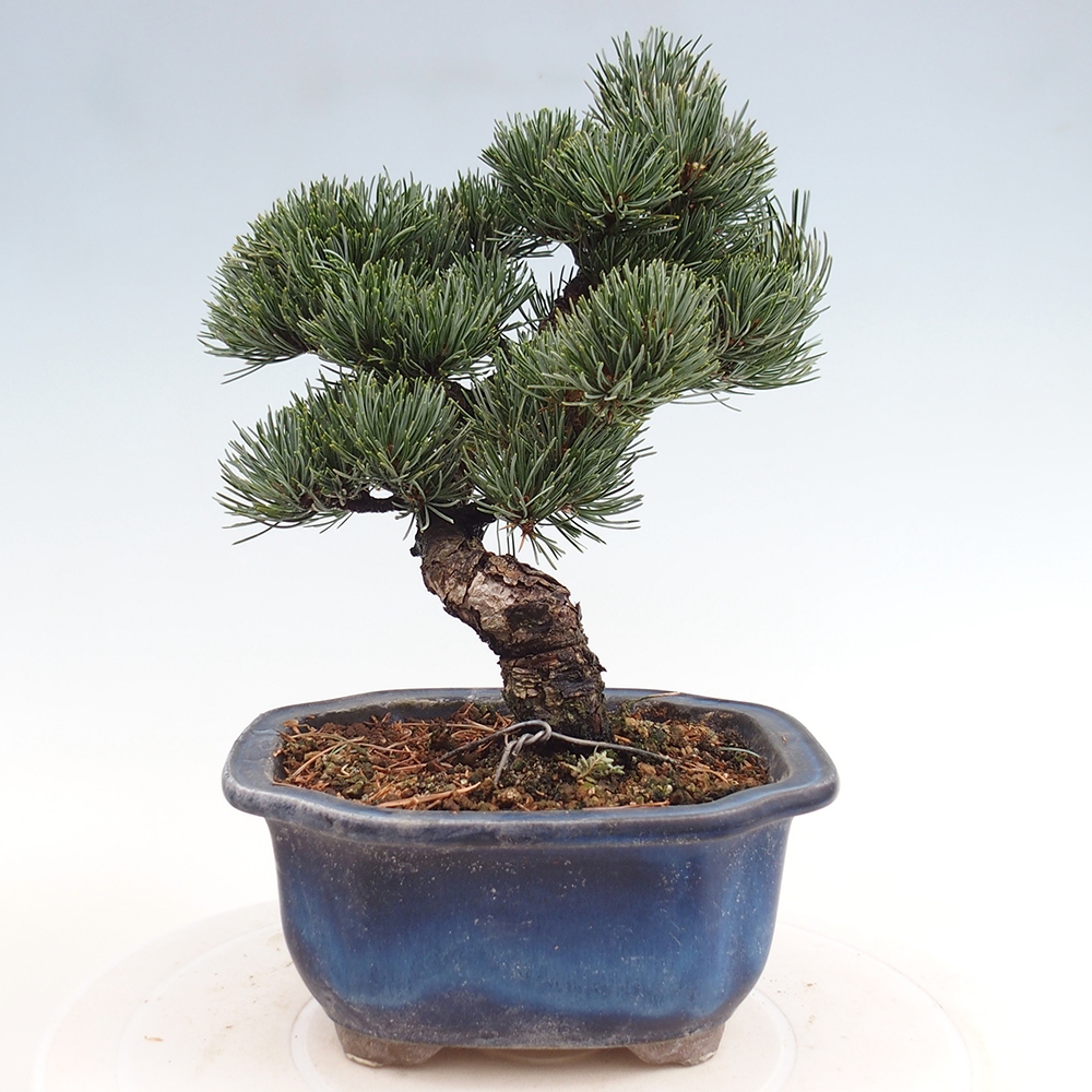 Venkovní bonsai - Pinus parviflora - Borovice drobnokvětá