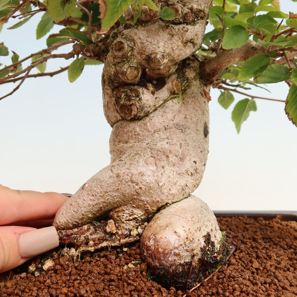 Venkovní bonsai -Carpinus CARPINOIDES - Habr korejský