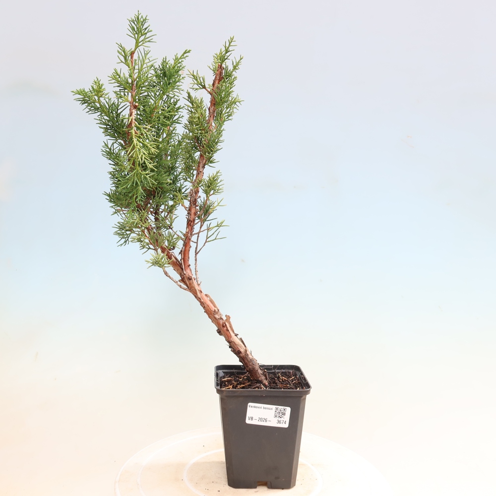 Venkovní bonsai - Juniperus chinensis Kishu -Jalovec čínský