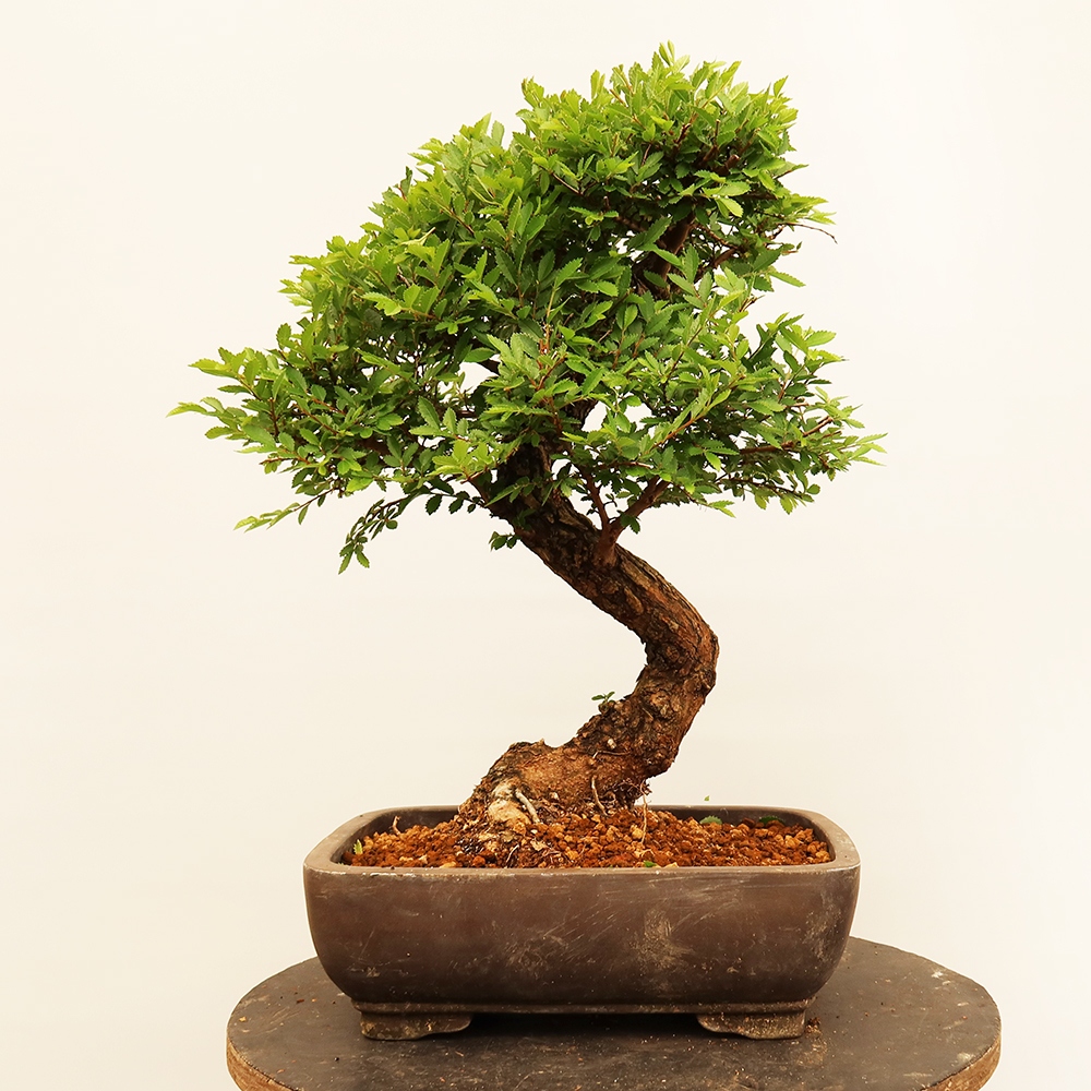 Venkovní bonsai - Zelkova - Zelkova NIRE
