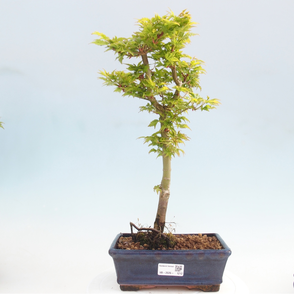 Venkovní bonsai -Javor dlanitolistý Acer palmatum Shishigashira