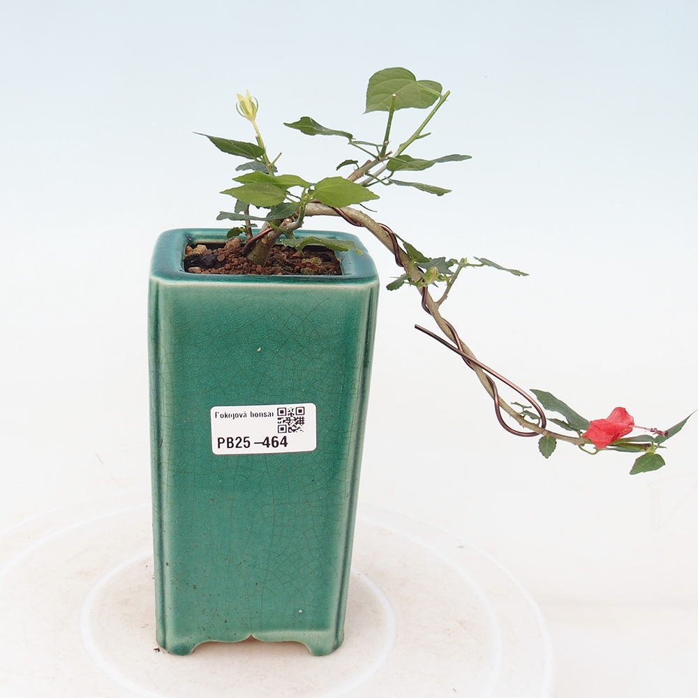 Pokojová bonsai - Malvaviscus arboreus - ibiškovec dřevnatý