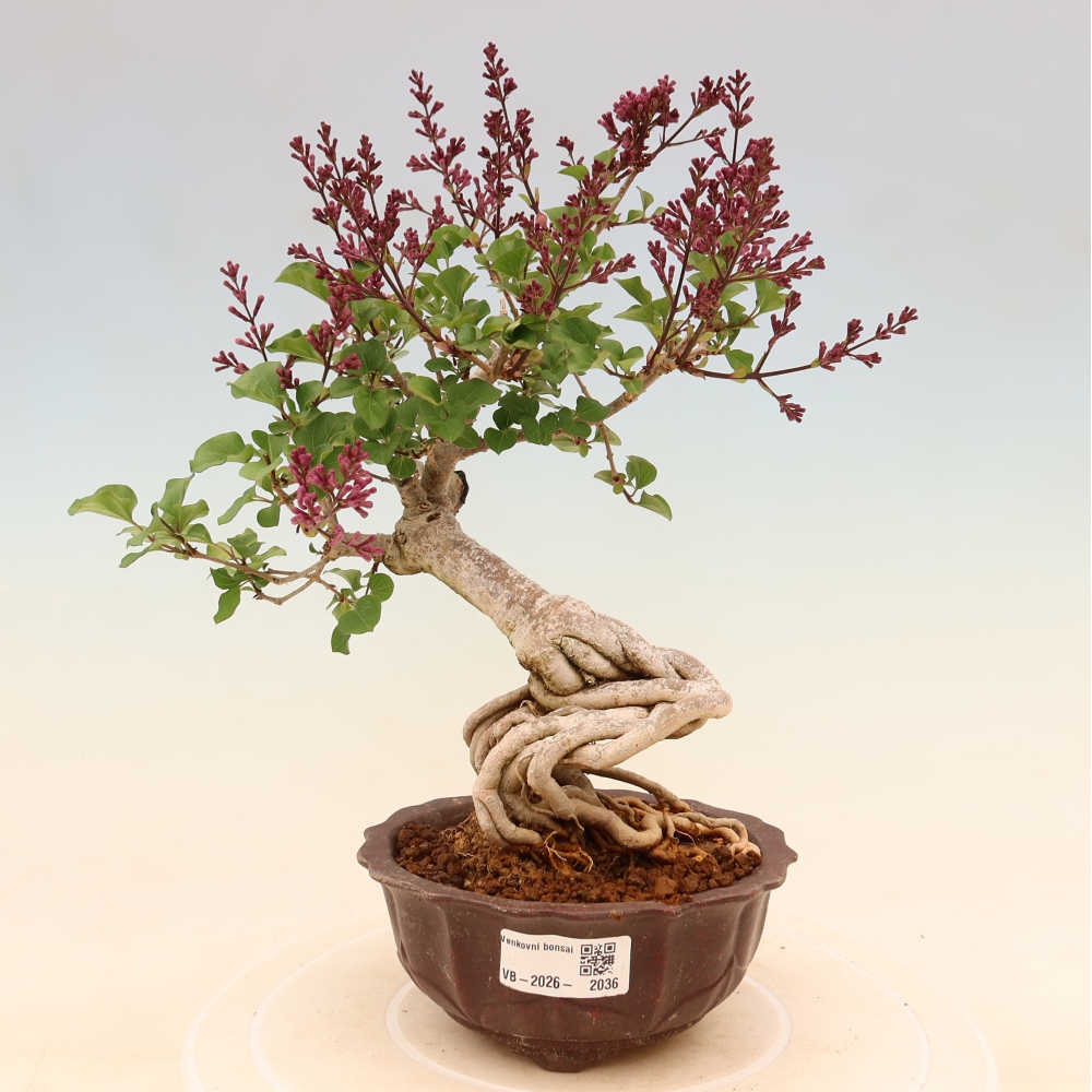 Venkovní  bonsai -  Syringa microphylla - malokvětý šeřík