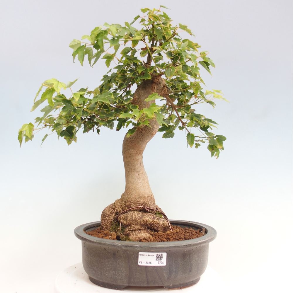 Venkovní bonsai - Acer Buergerianum - Javor Burgerův