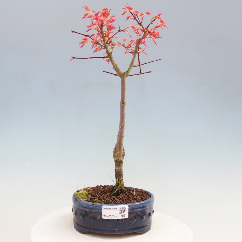 Javor dlanitolistý - Acer palmatum Beni Tsukasa