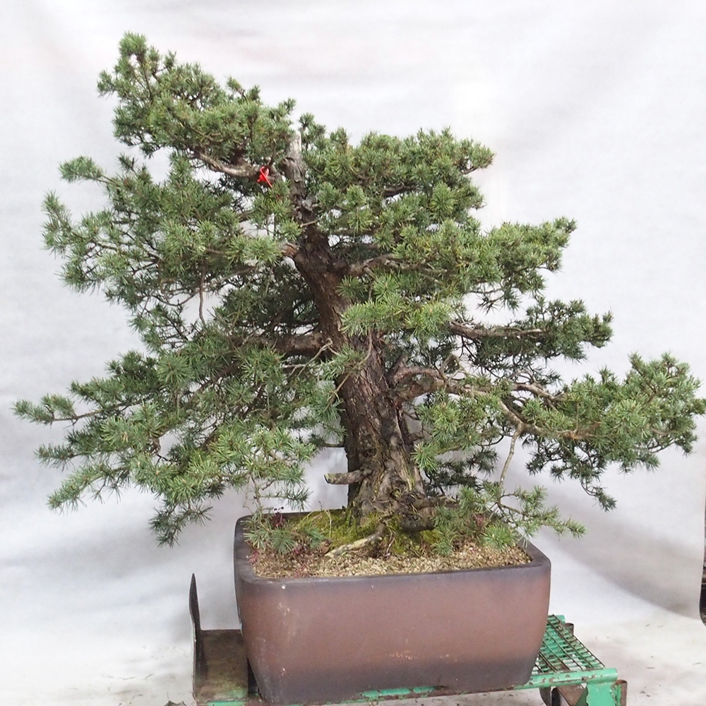 Yamadori - Pinus sylvestris 