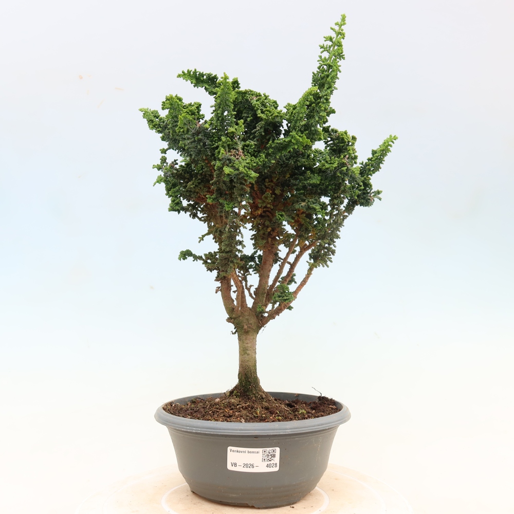Venkovní bonsai - Cham. obtusa SEKKA HINOKI - Cypřišek
