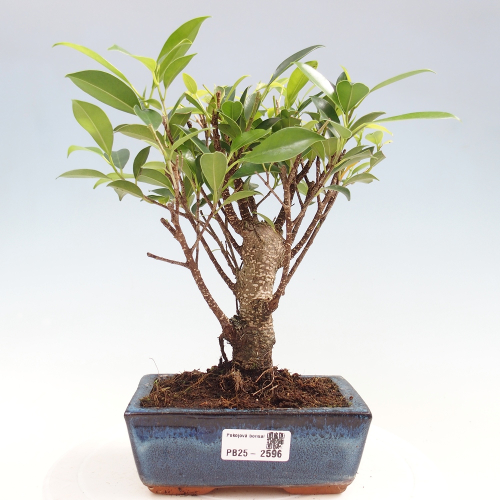 Pokojová bonsai - Ficus retusa -  malolistý fíkus