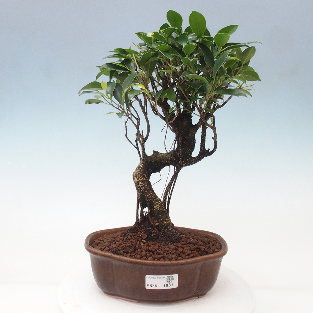 Pokojová bonsai - Ficus retusa -  malolistý fíkus