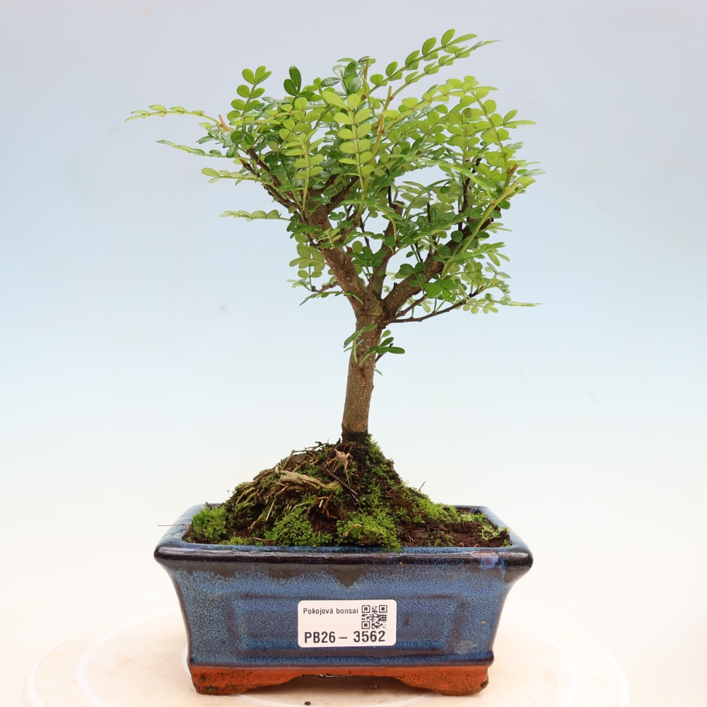 Pokojová bonsai - Zantoxylum piperitum - pepřovník