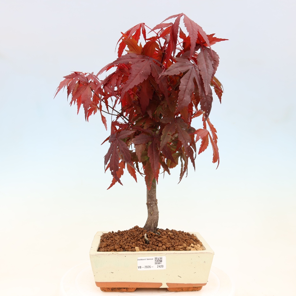 Venkovní bonsai - Acer palm. Atropurpureum-Javor dlanitolistý