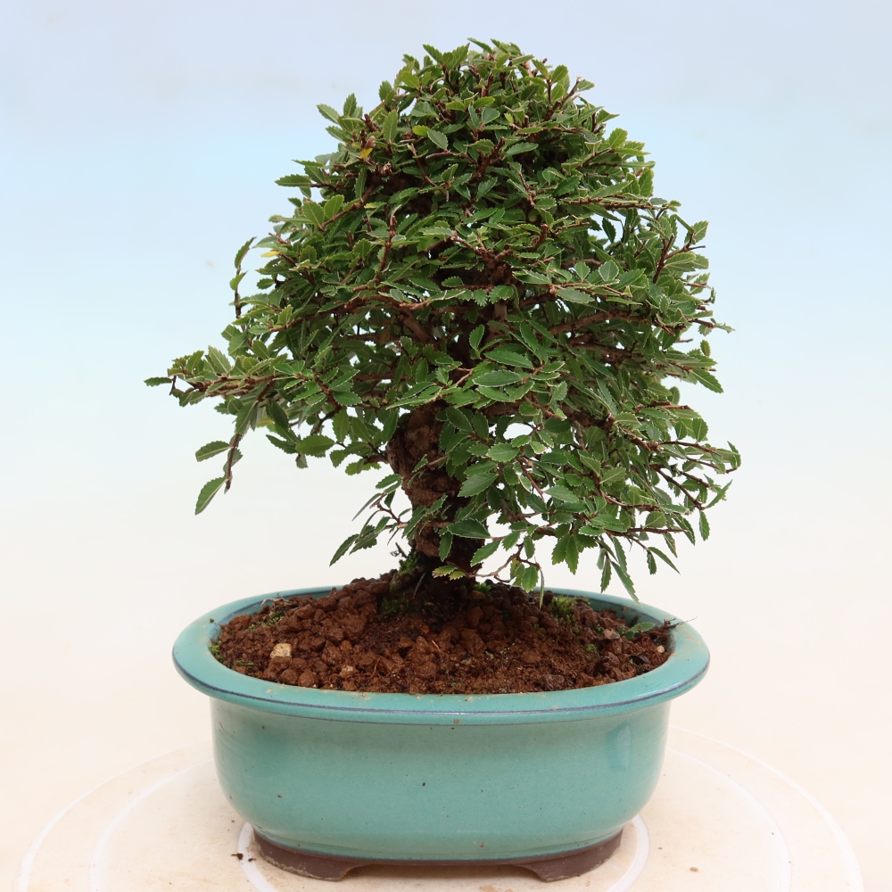 Venkovní bonsai - Zelkova - Zelkova NIRE