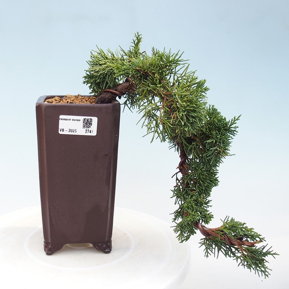 Venkovní bonsai - Juniperus chinensis Kishu -Jalovec čínský