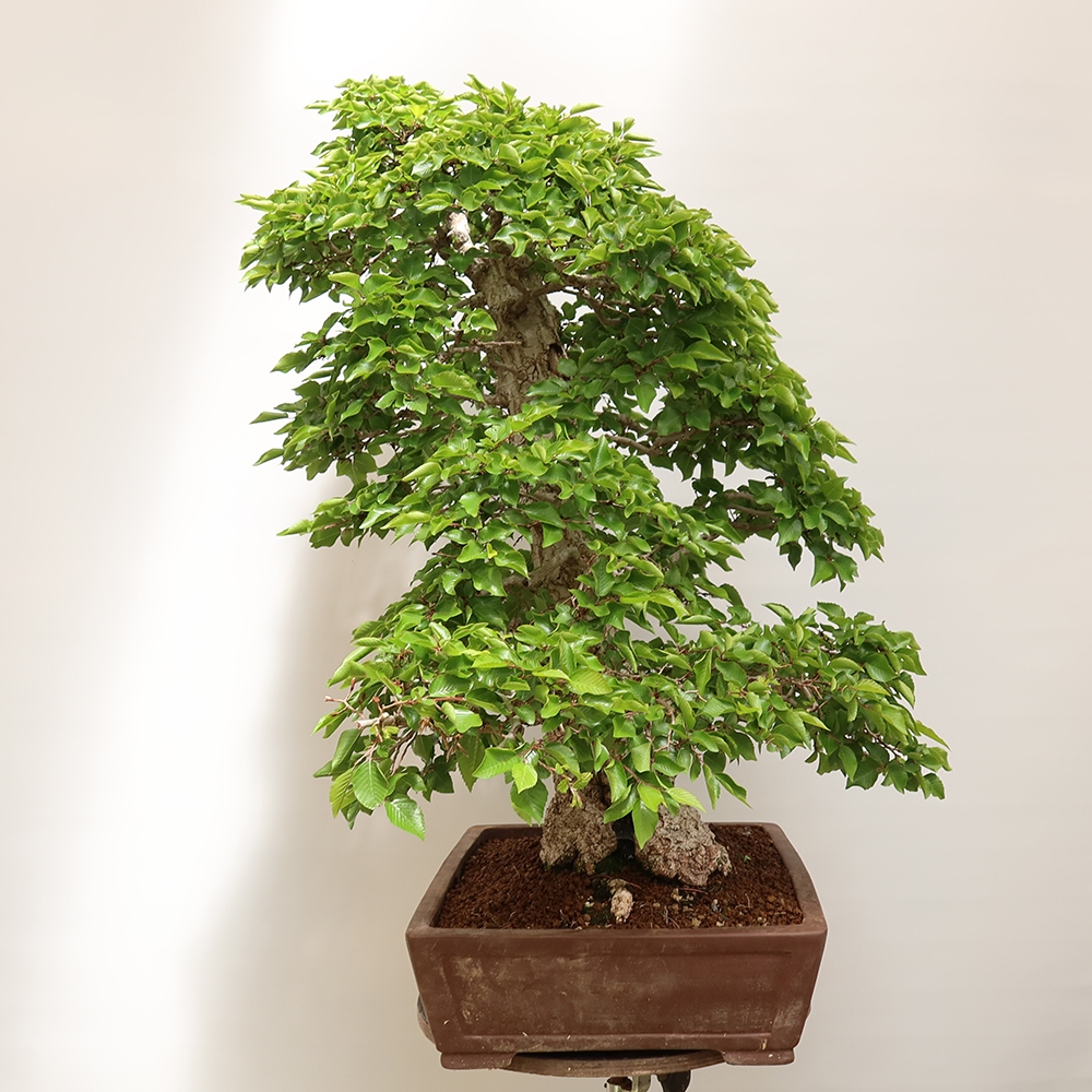 Venkovní bonsai -Carpinus Coreana - Habr korejský