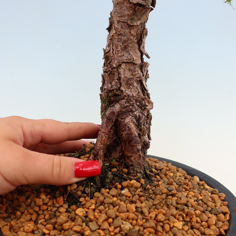 Venkovní bonsai -Larix decidua - Modřín opadavý 
