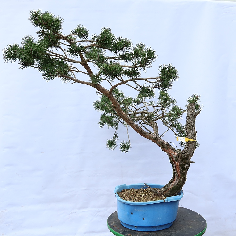 Pinus sylvestris Španělsko - borovice lesní