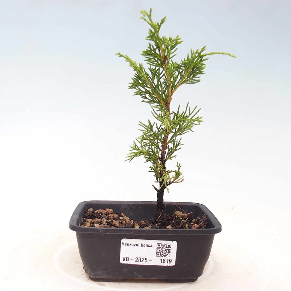 Venkovní bonsai - Juniperus chinensis Itoigawa -Jalovec čínský