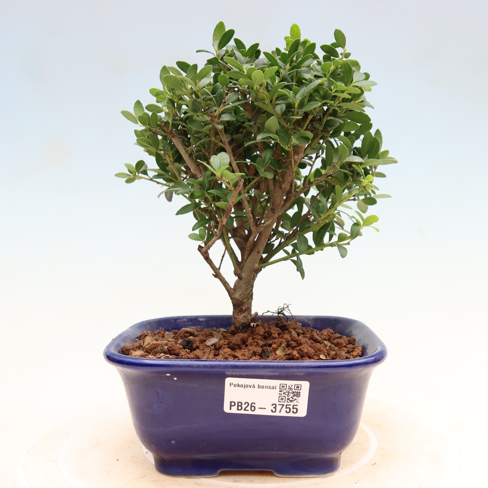 Pokojová bonsai - Ilex crenata - Cesmína