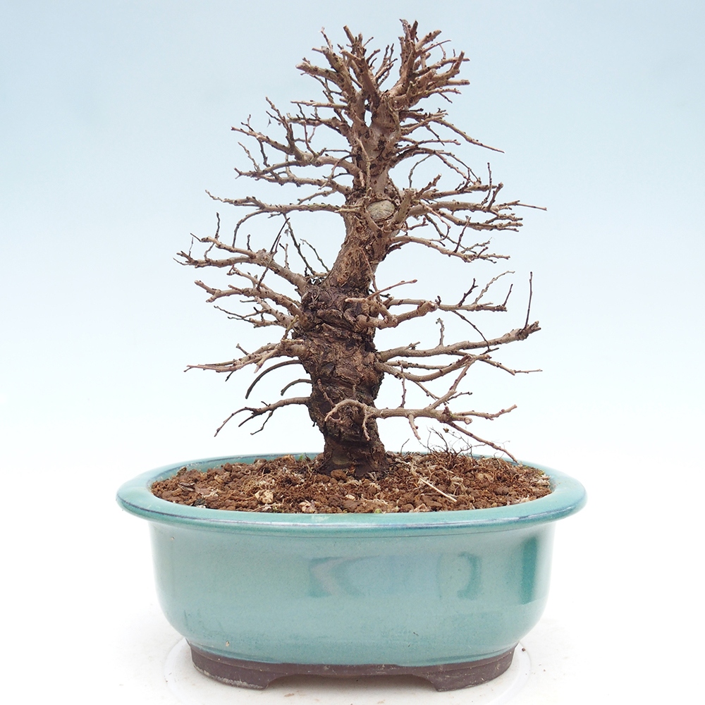 Venkovní bonsai - Zelkova - Zelkova NIRE