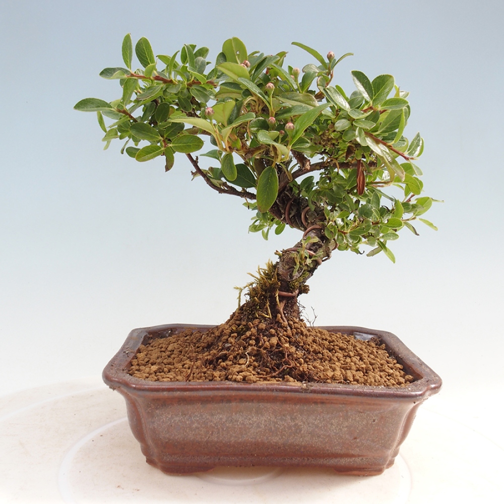 Venkovní bonsai - Cotoneaster horizontalis - Skalník