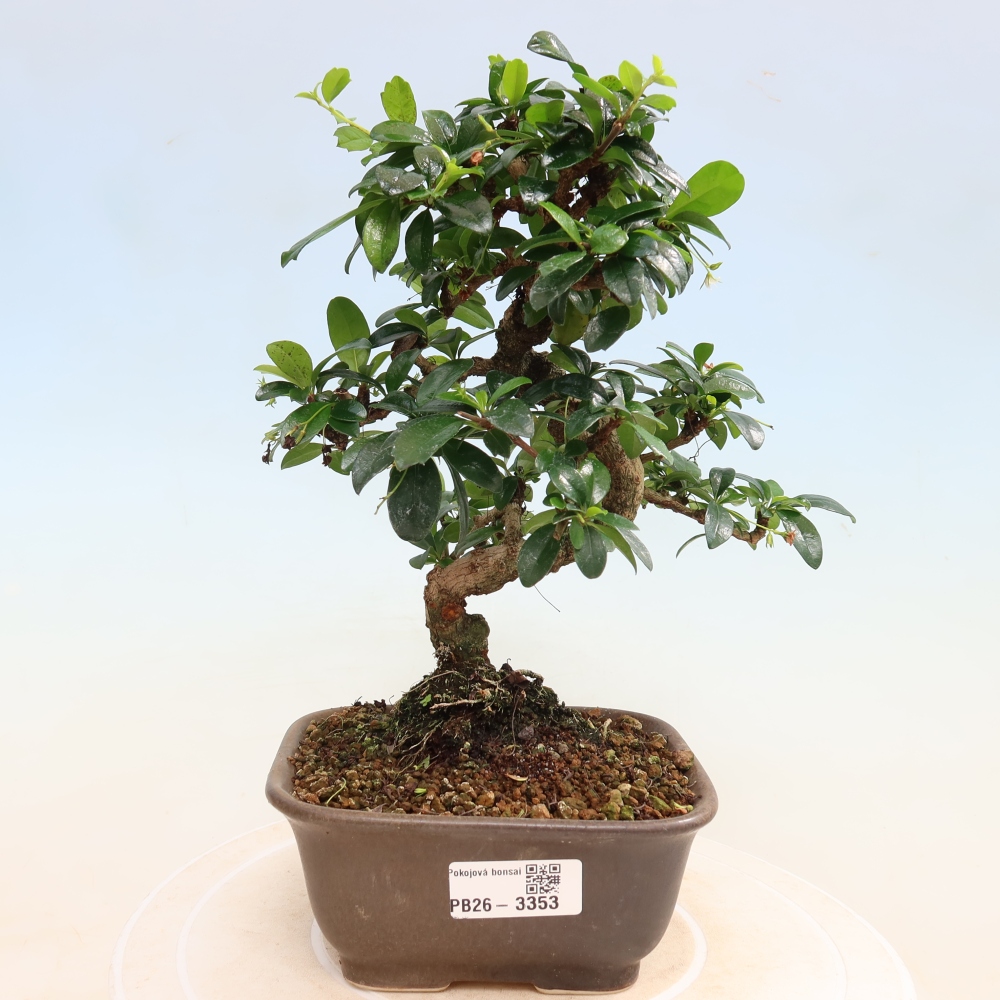 Pokojová bonsai - Carmona macrophylla - Čaj fuki