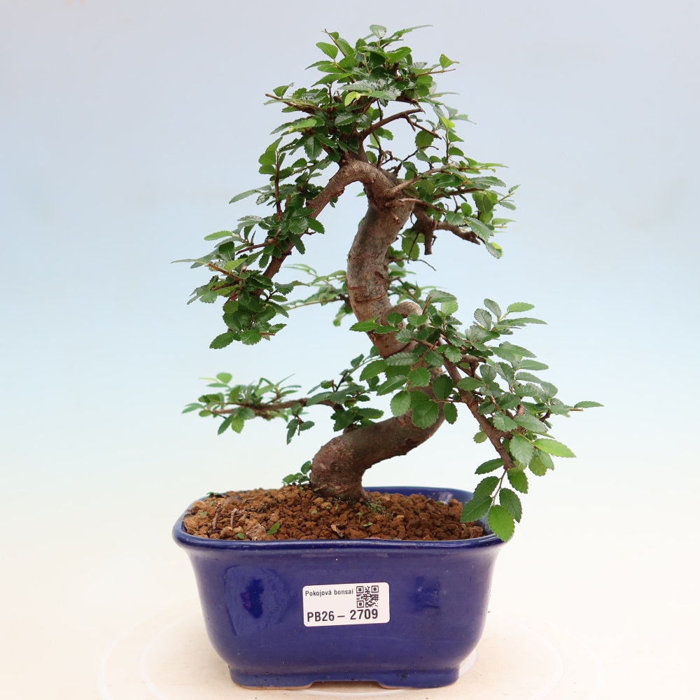 Pokojová bonsai - Ulmus parvifolia - Malolistý jilm