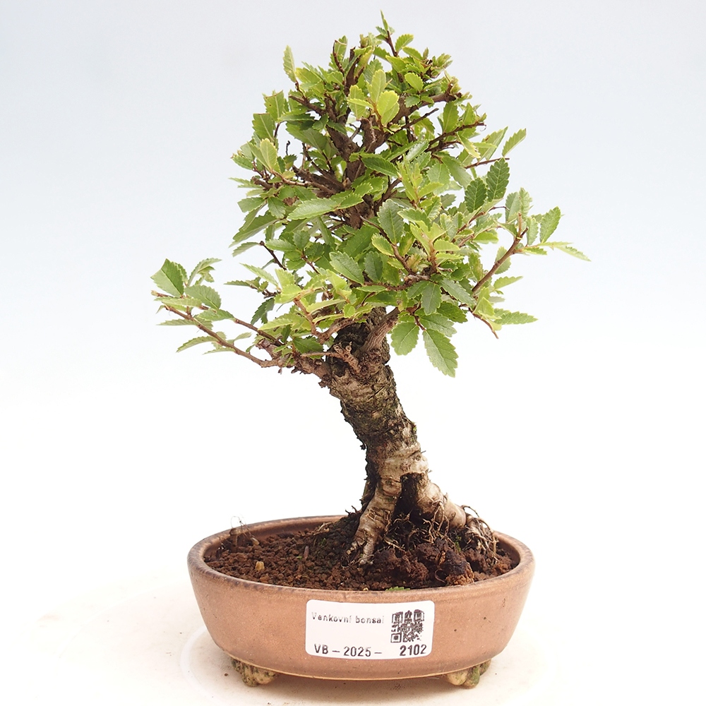 Venkovní bonsai - Zelkova - Zelkova NIRE